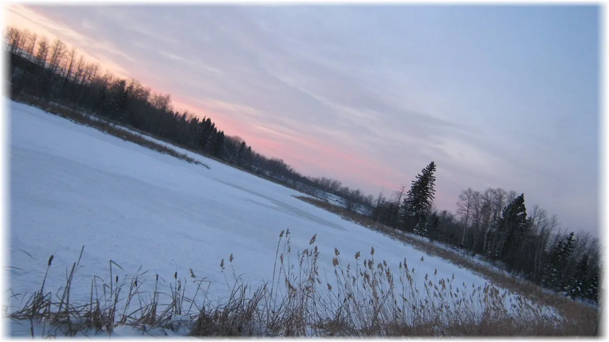 viewing sunset looking down snow covered Cowan lake past bullrushes and reed grass at edge.JPG