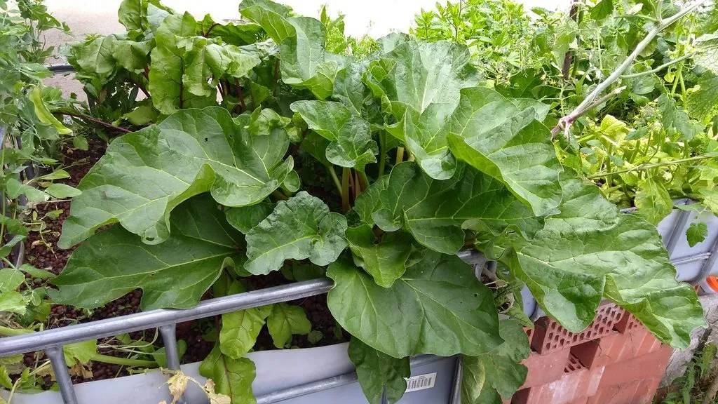 rhubarb in aquaponics