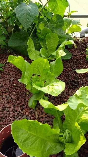 aquaponic lettuce
