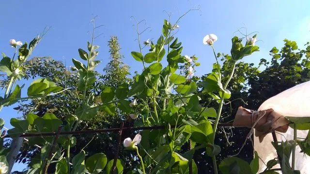 pisum sativum Mrs. Lei
