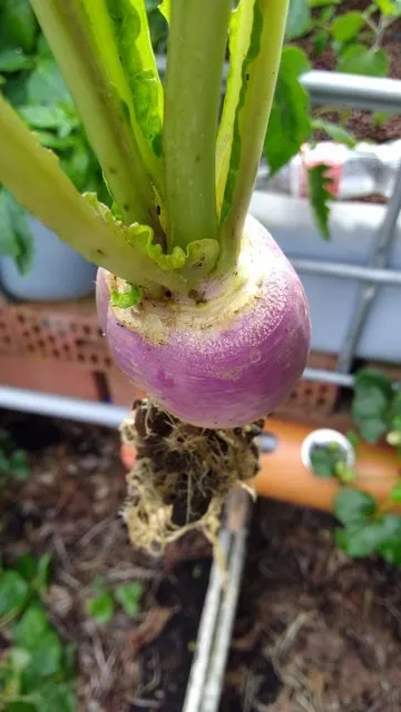 Imgur