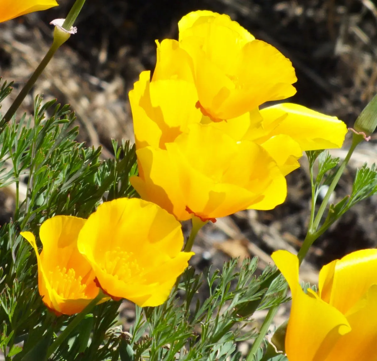 Poppies