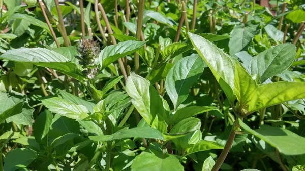 Getting to Know Herbs: Holy Basil