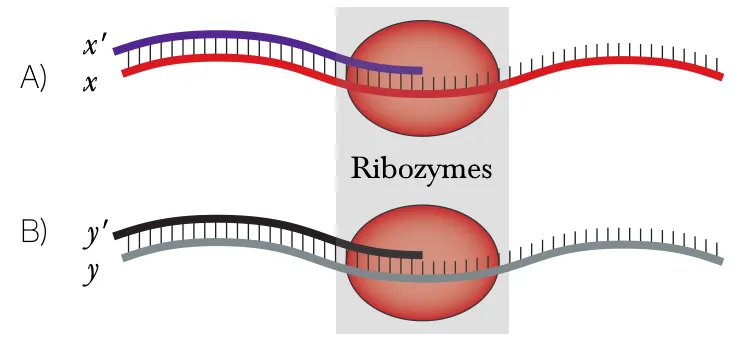 Réplication par ribozyme