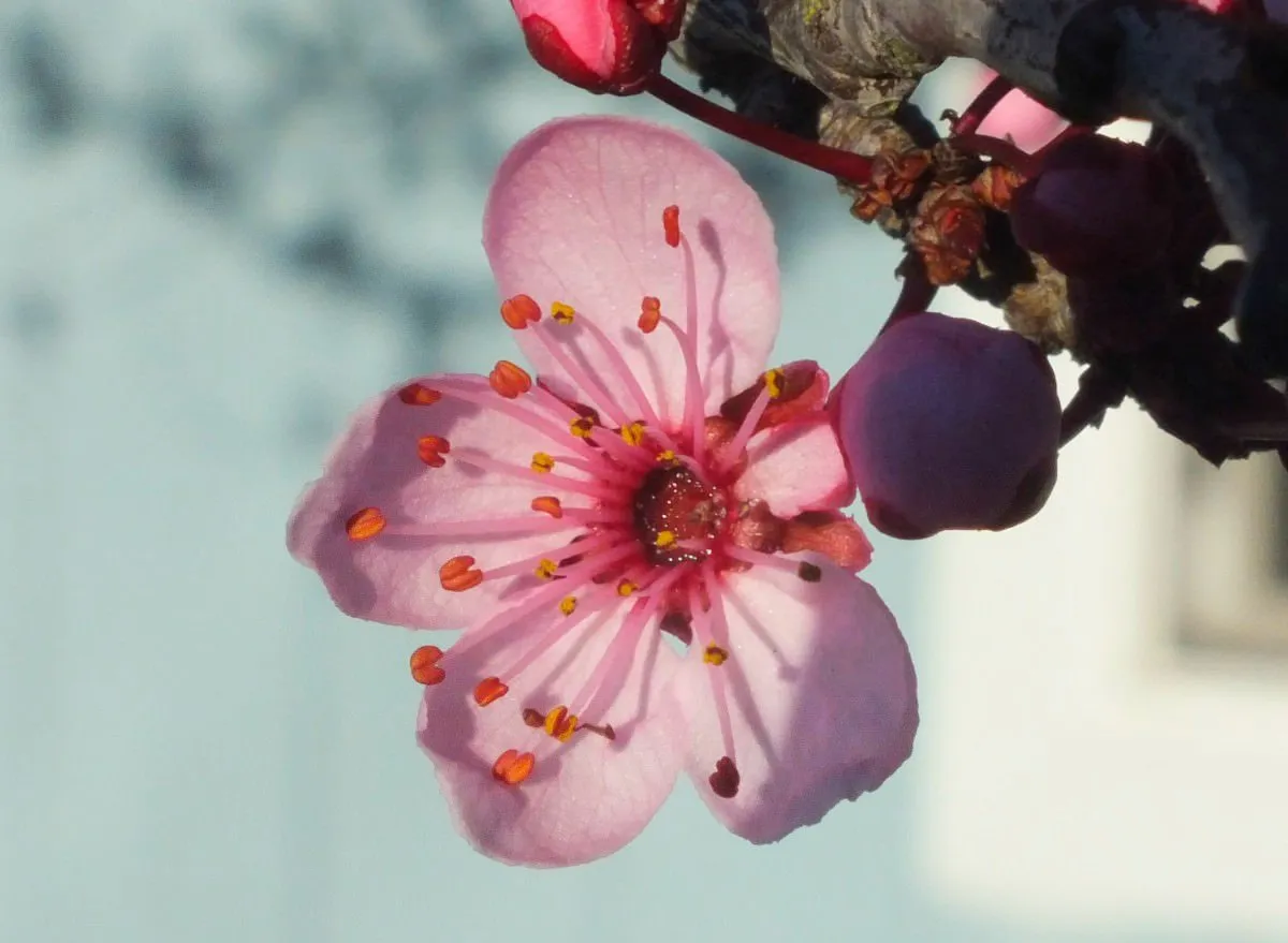 Blossom