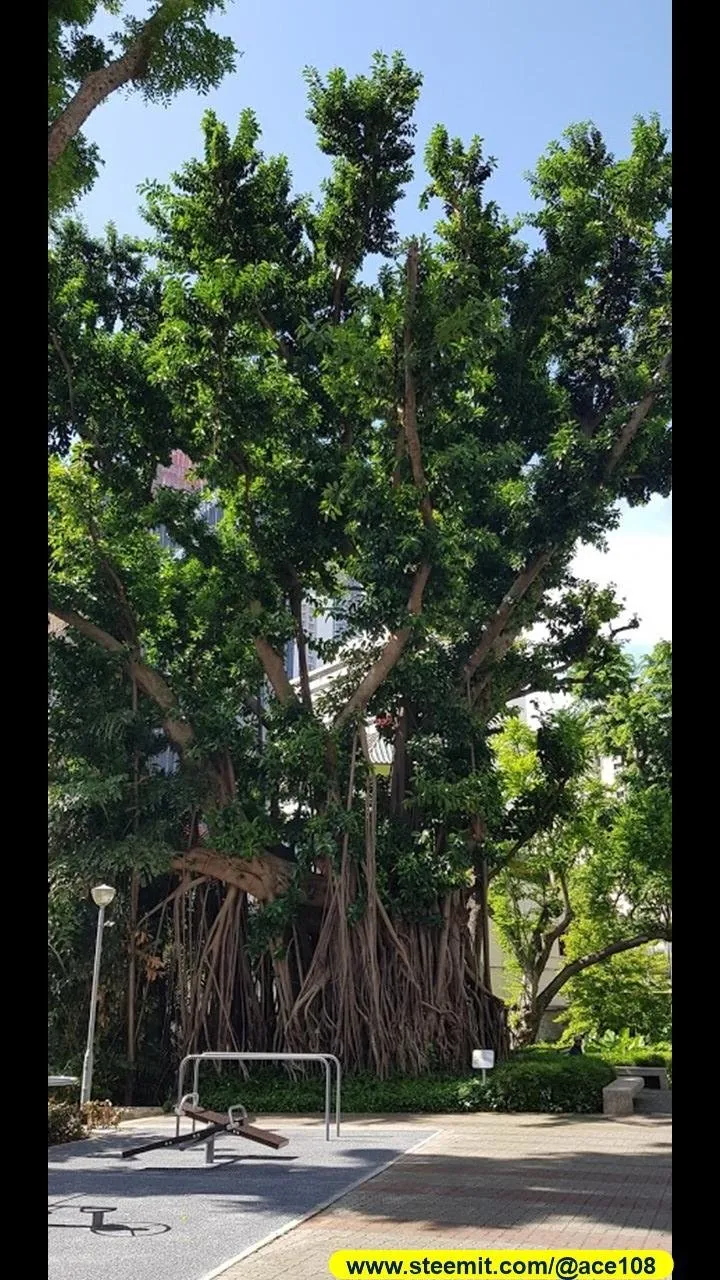 Heritage Trees at Duxton Plains10