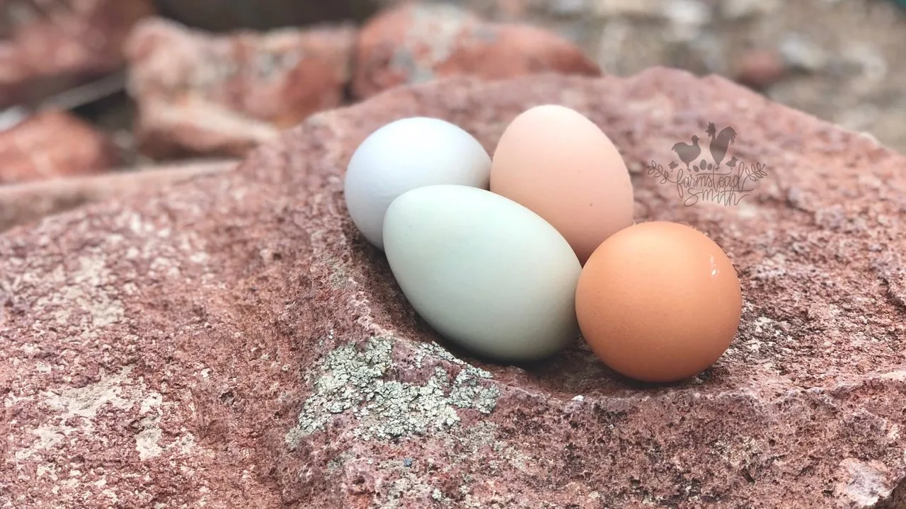 farmstead farmsteadsmith egg chickens