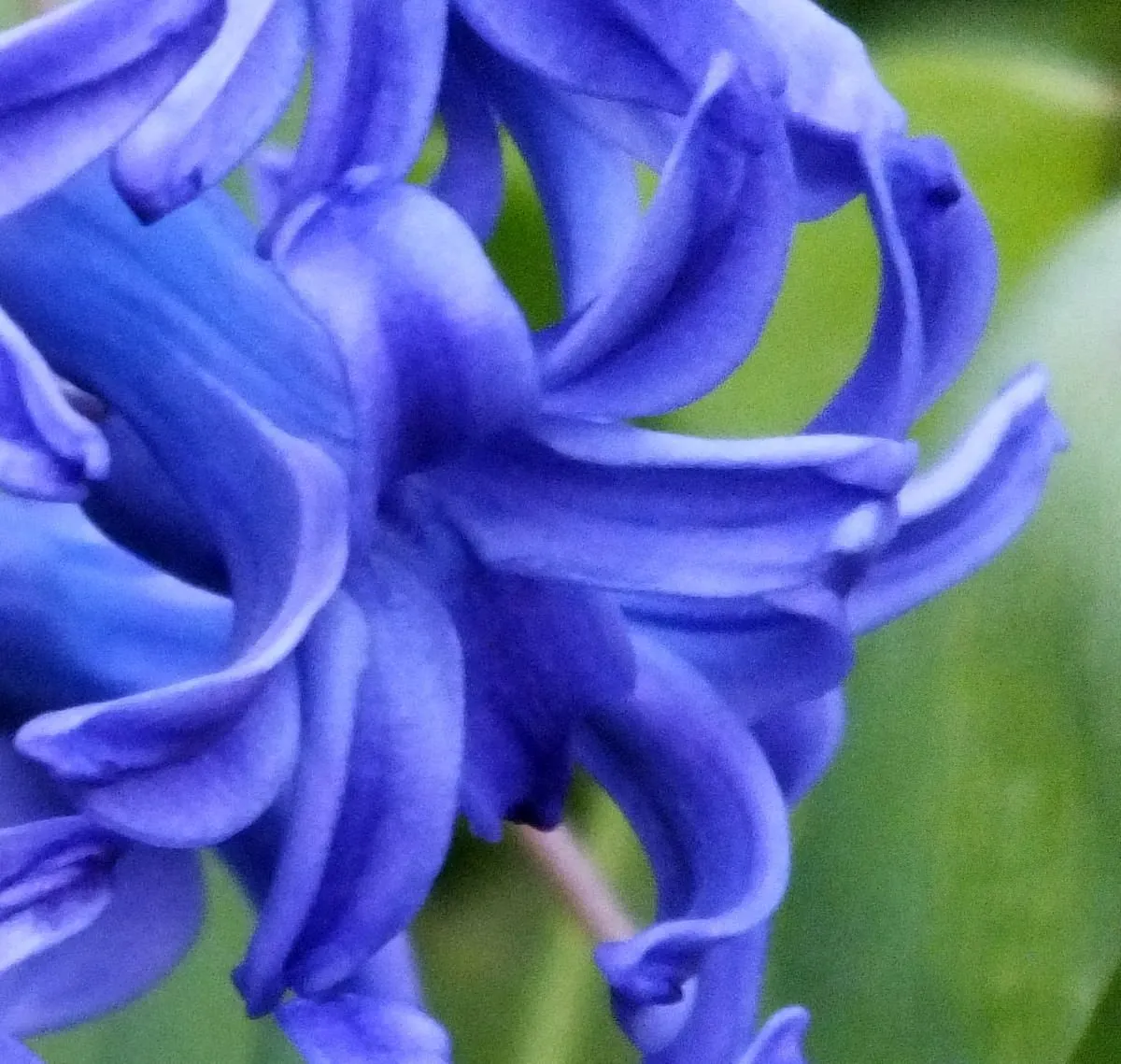 hyacinth