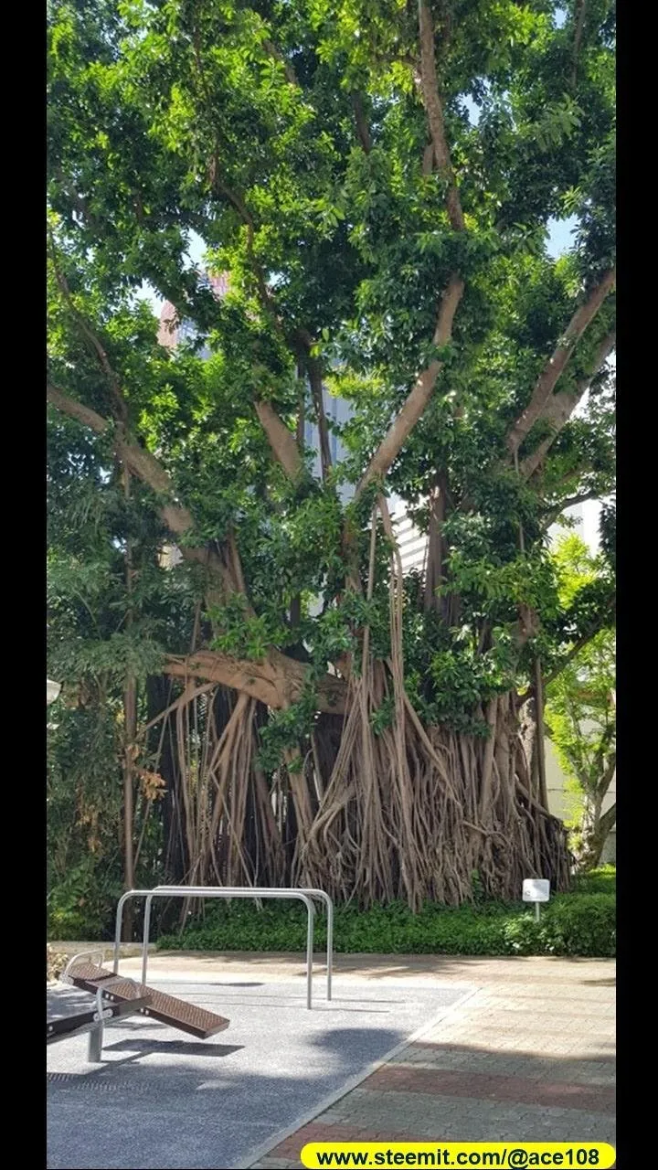 Heritage Trees at Duxton Plains10