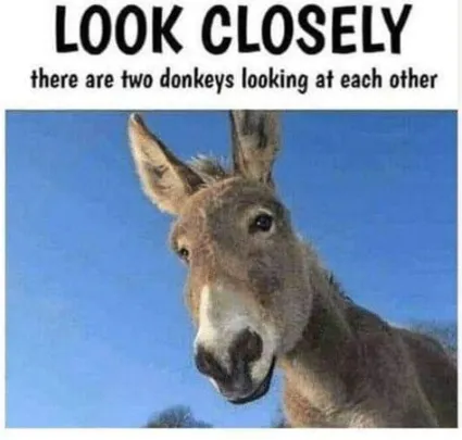 donkey.PNG