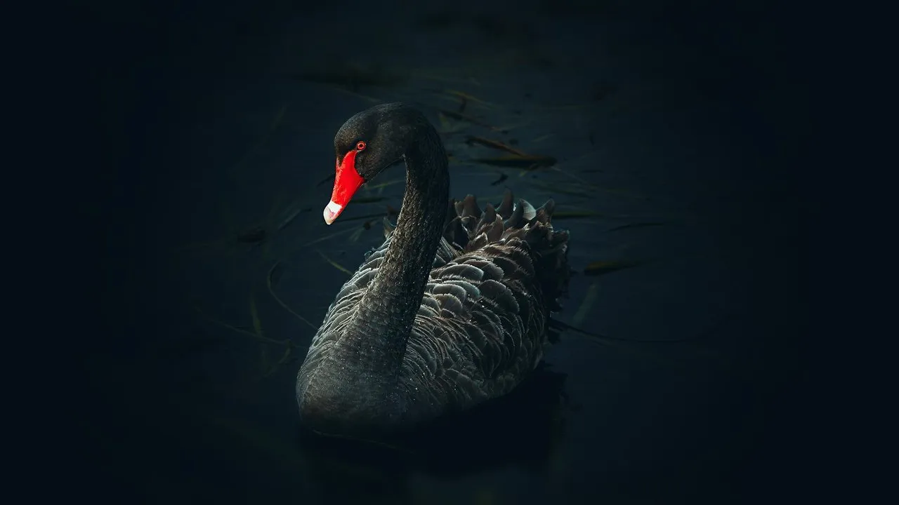 blackswan0048hd.png