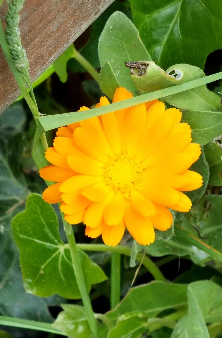 Calendula