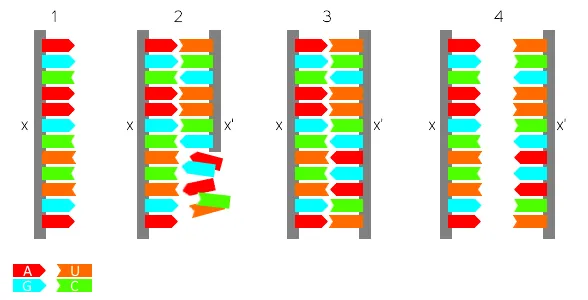 Synthèse de l'ARN