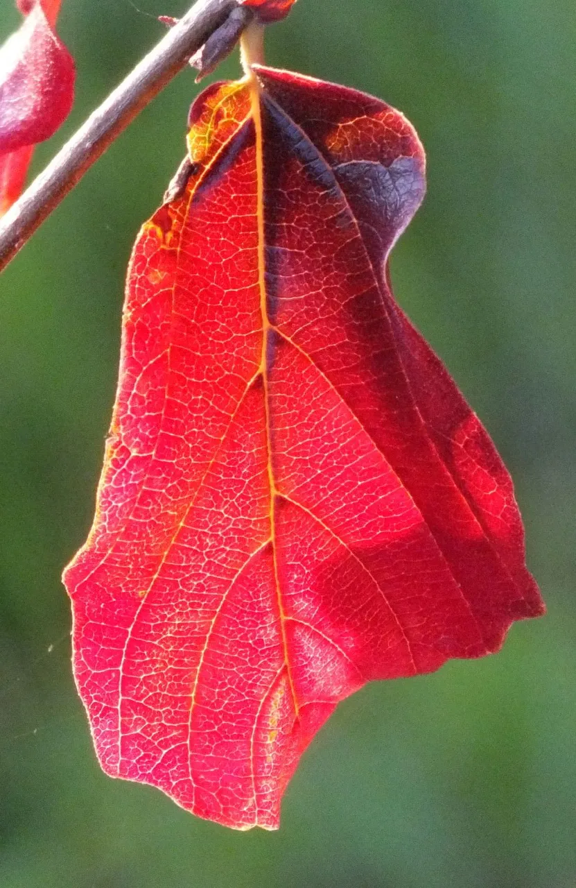 RedLeaf