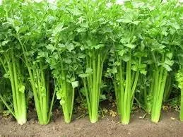 celery.jfif