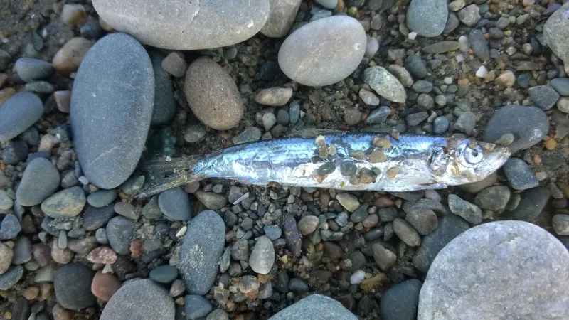 Steine und Fisch