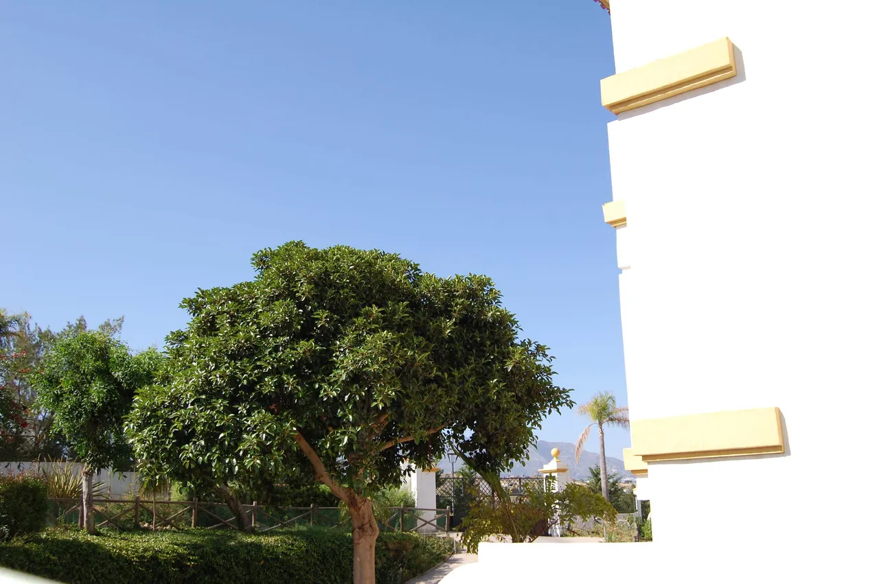 Mijas DSC_0731