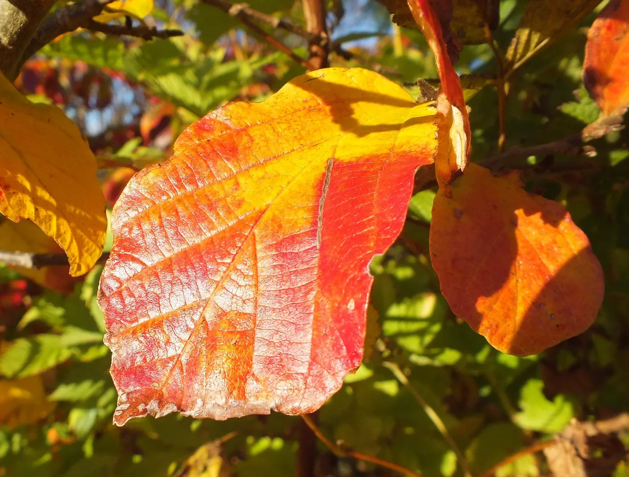 RedLeaf