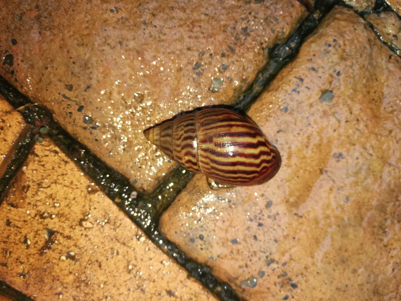 Snail in Lusaka