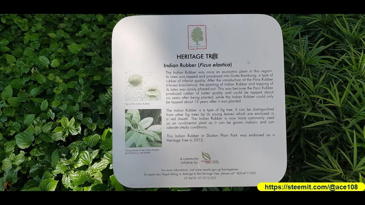 Heritage Trees at Duxton Plains10