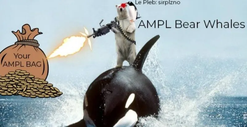 ampl bear.jpg