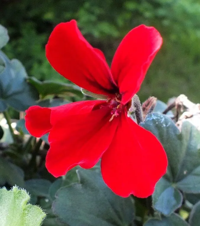 Geranium