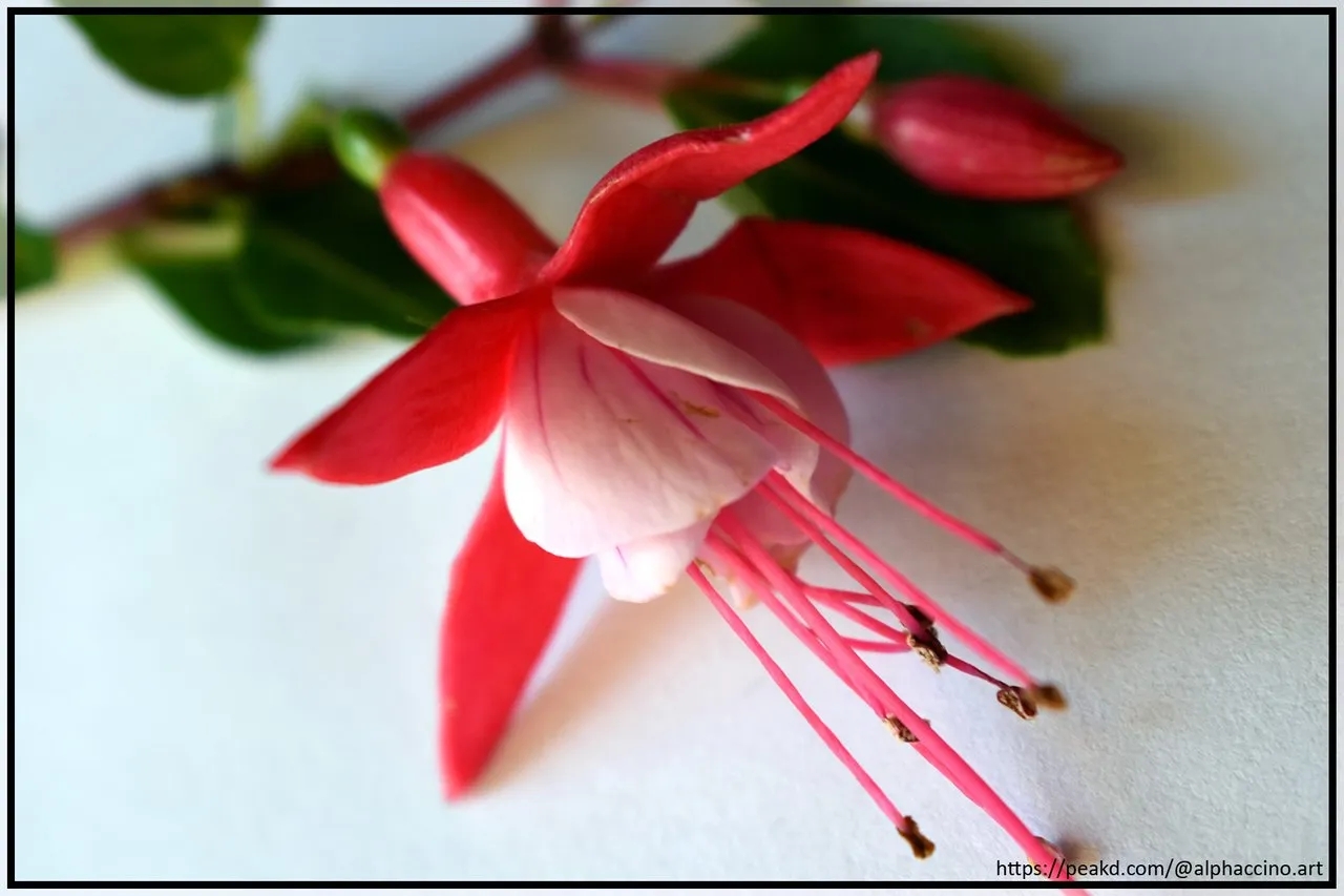 Fuchsia - 0919