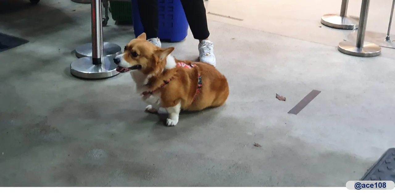 Corgi @ace108