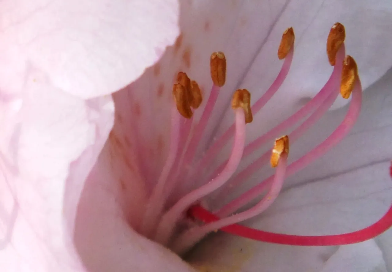 Rhododendron