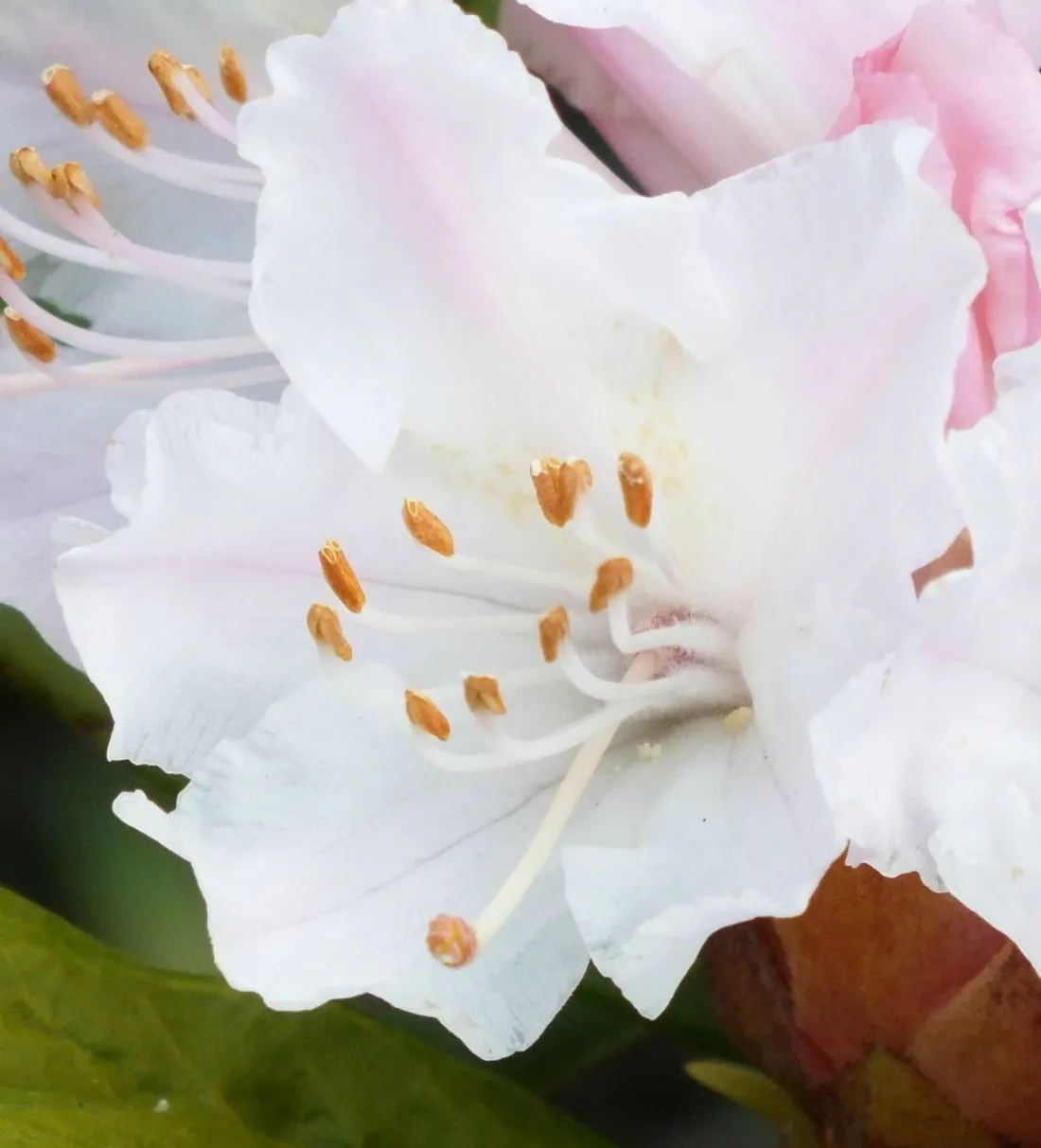 Rhododendron