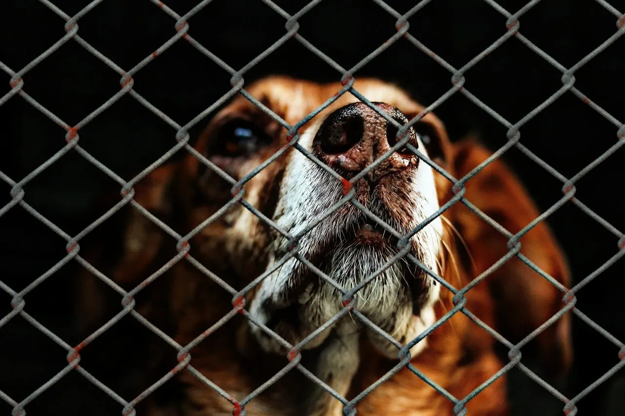 dog.jpg