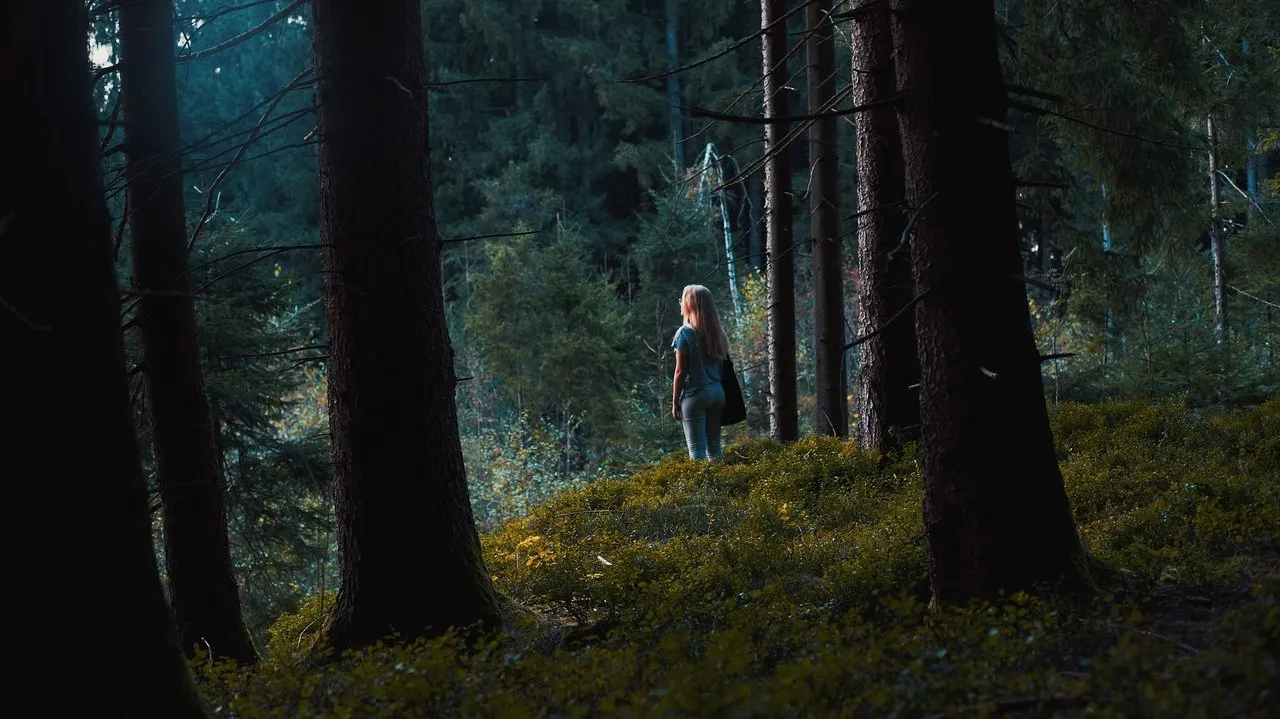 Looking into the forest