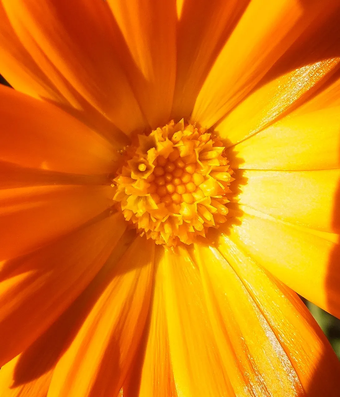 Calendula