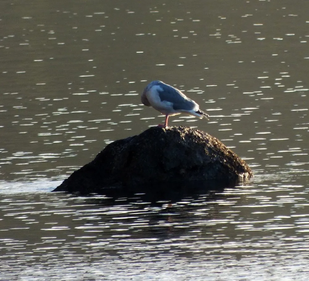 Gull