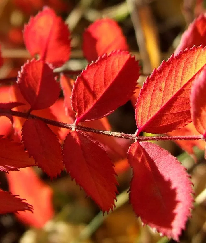 RedLeaves