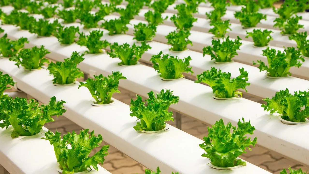 hydroponicagriculture.jpg
