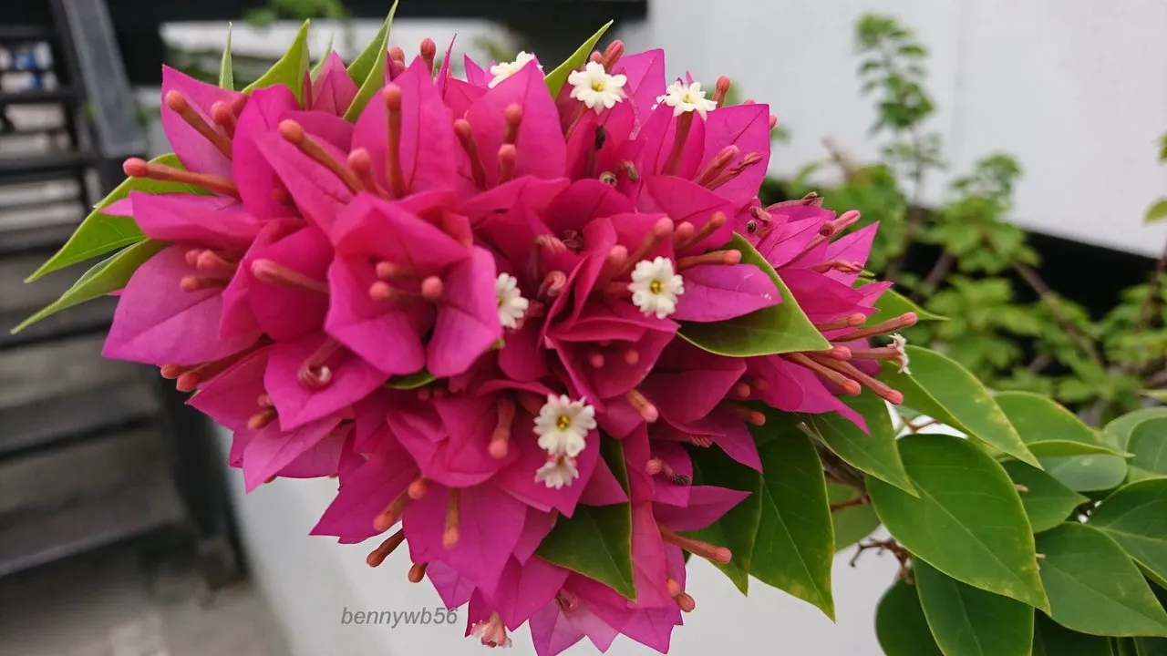 Beautiful flower called Bunga Kertas  Bougainvillea 