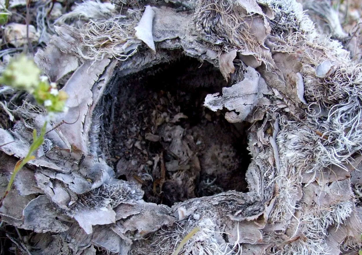 Nest