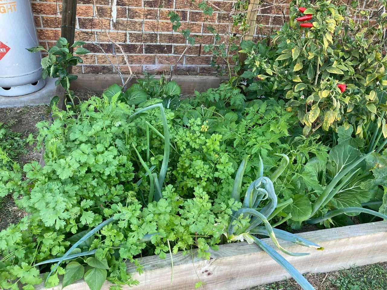 Coriander and Onion.JPG