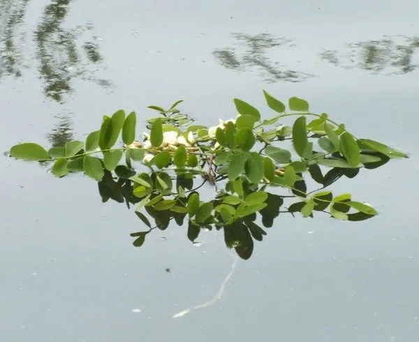 LeavesFloating