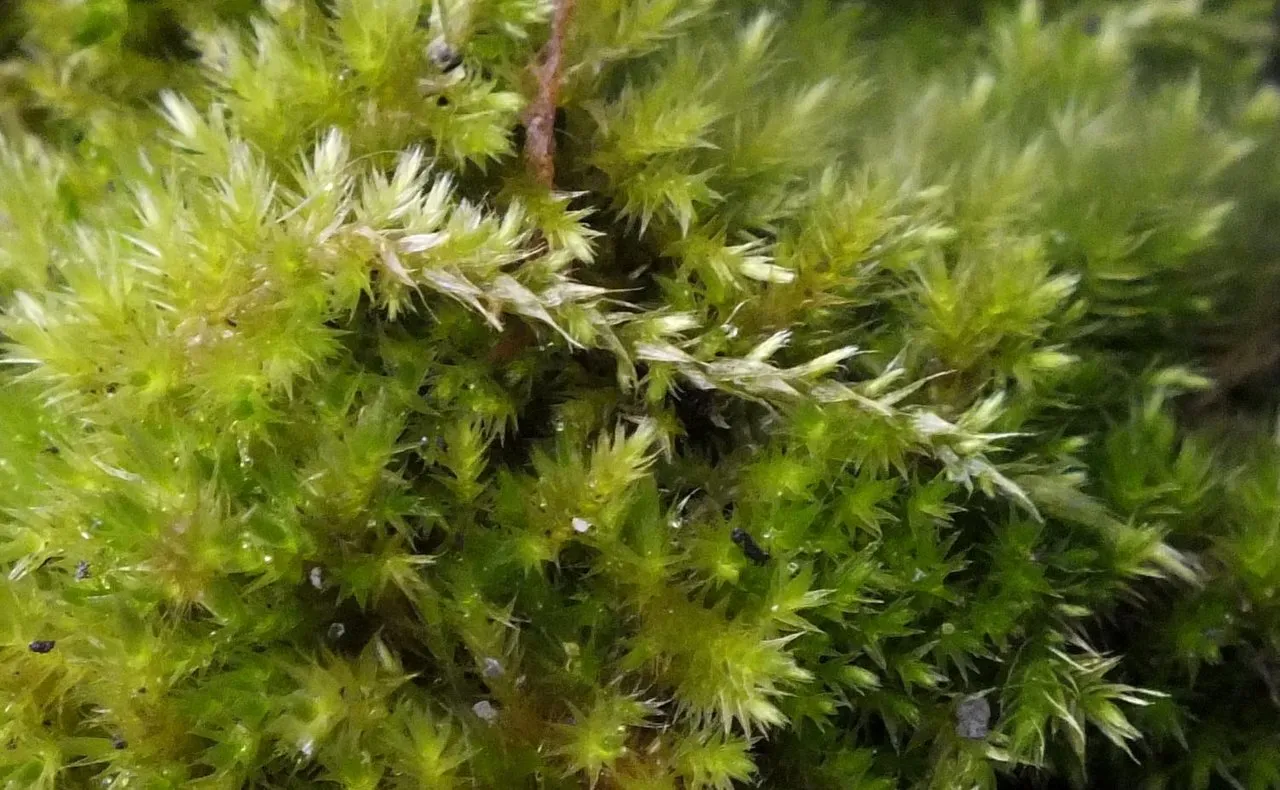 Moss