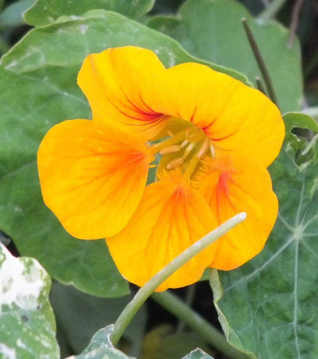 Nasturtium