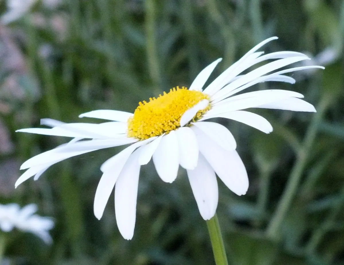 Daisy