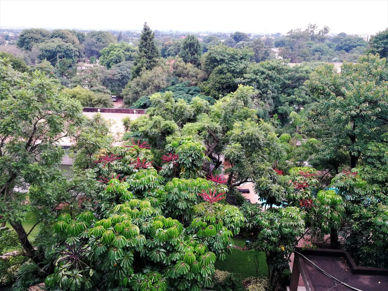 Trees in Lusaka