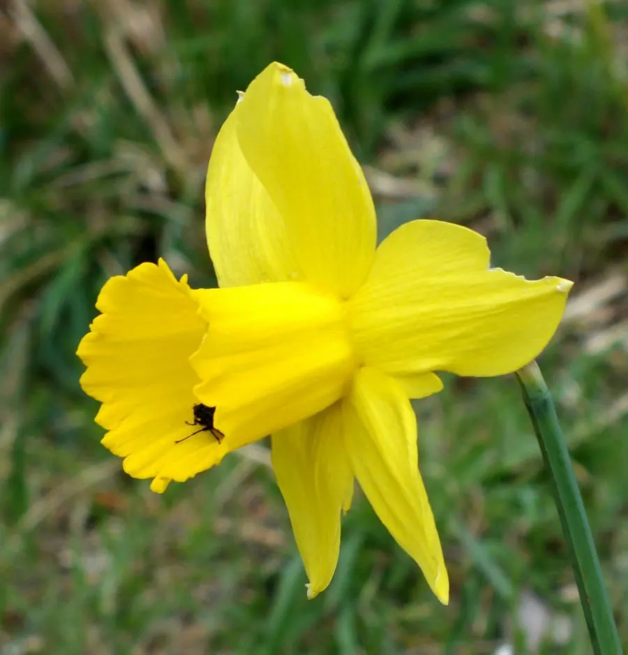 Daffodil