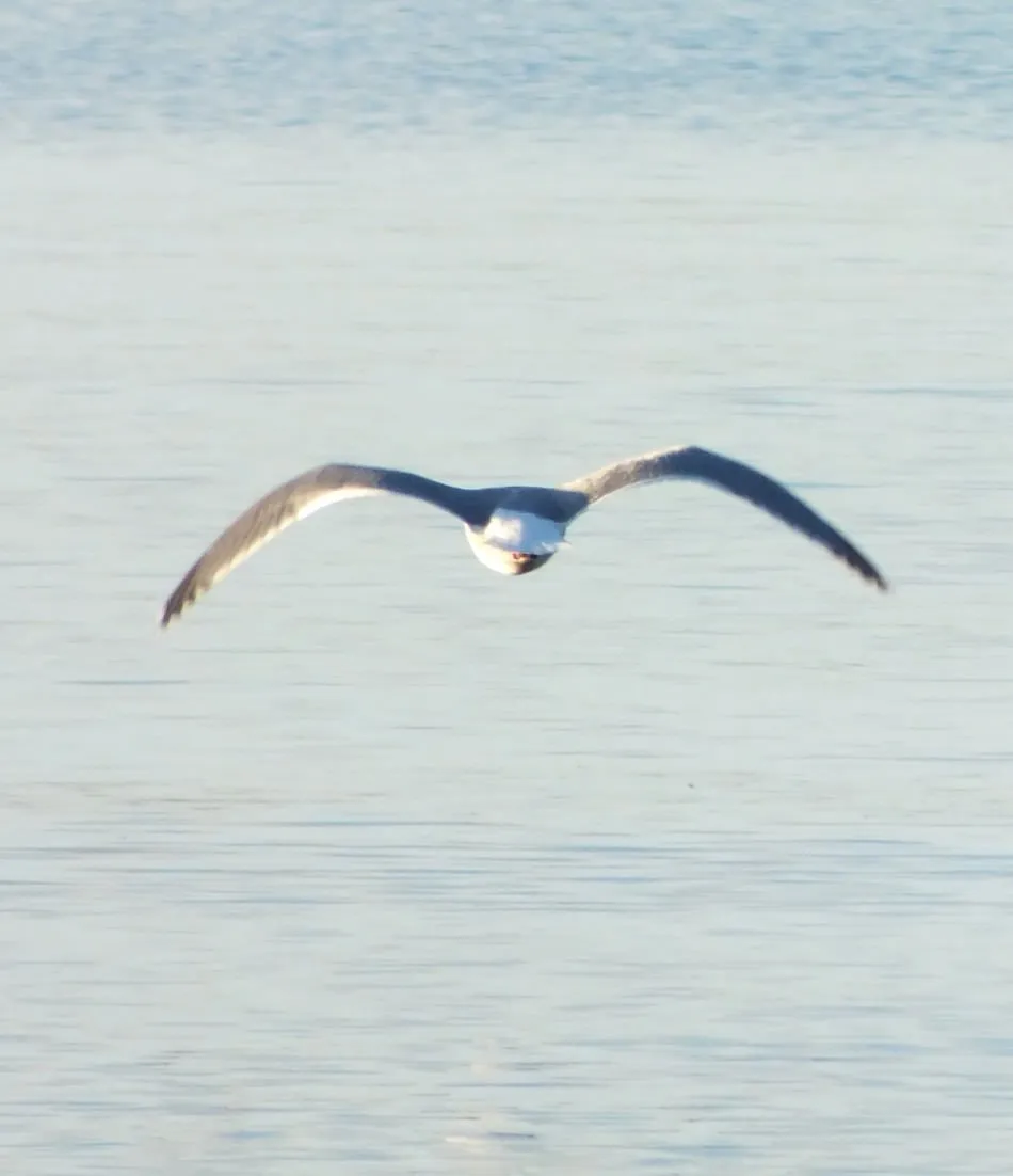 Seagull