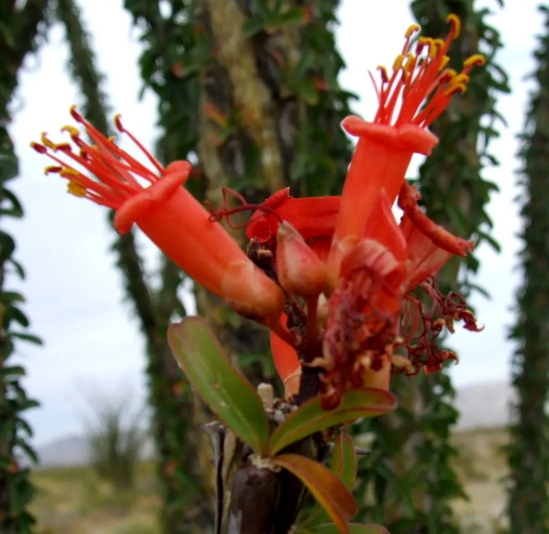 Cholla