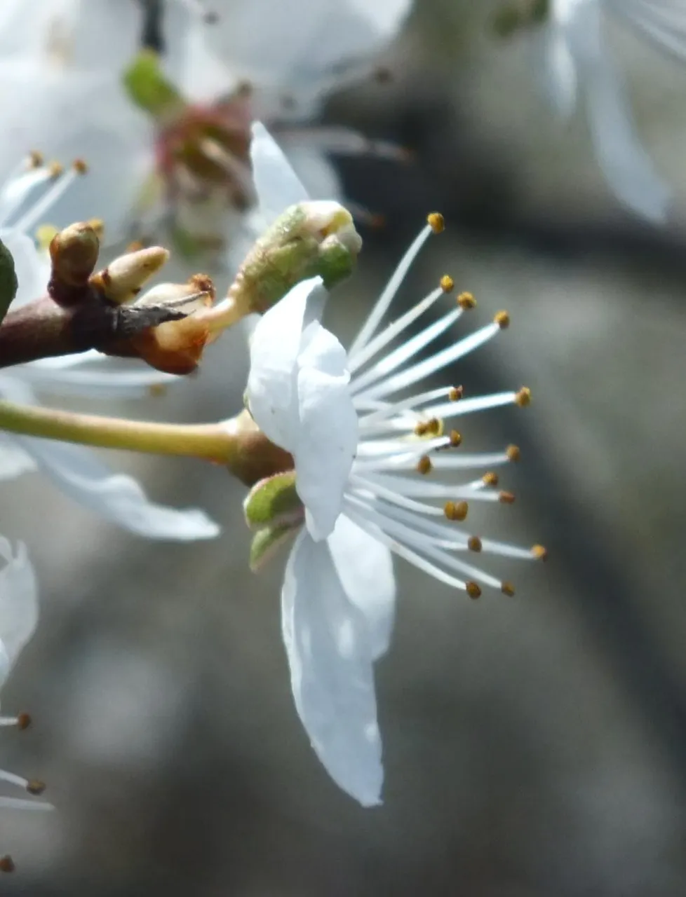 Blossom