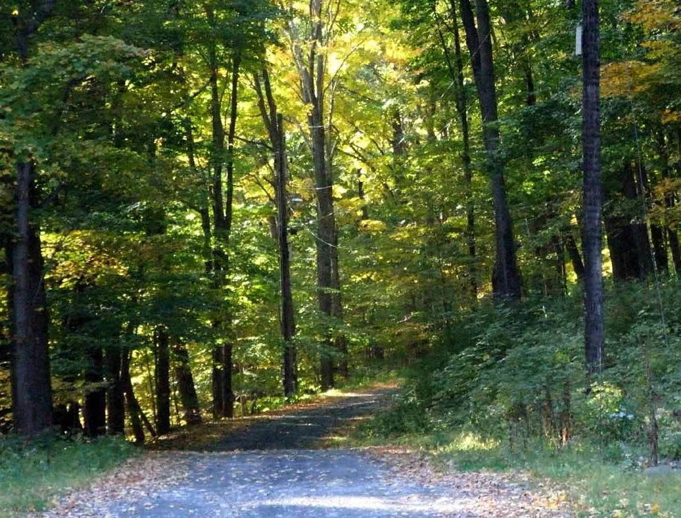 ForestRoad