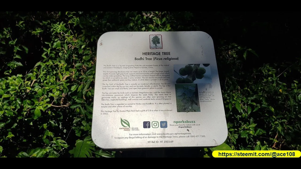 Heritage Trees at Duxton Plains10